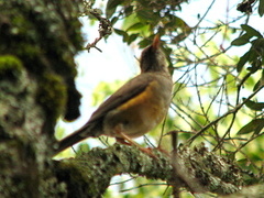 Turdus abyssinicus
