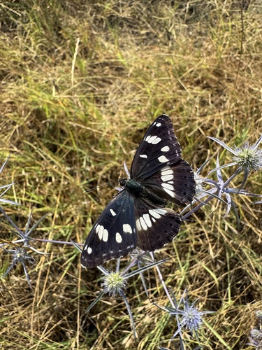 Southern White Admiral