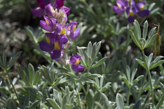 Lupinus excubitus austromontanus