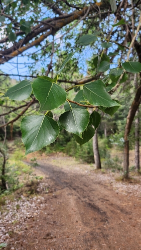 European aspen