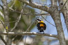 Spindalis dominicensis