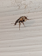 Conotrachelus anaglypticus
