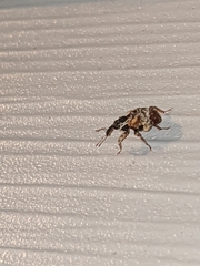Conotrachelus anaglypticus