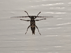 Graphisurus fasciatus