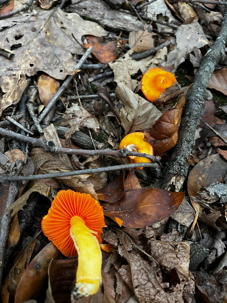 A small orange waxcap among twigs and leaf litter