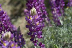 Lupinus excubitus austromontanus