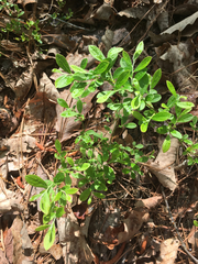 Vaccinium tenellum
