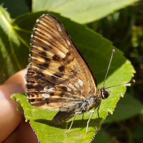Duke of Burgundy