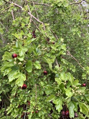 Crataegus