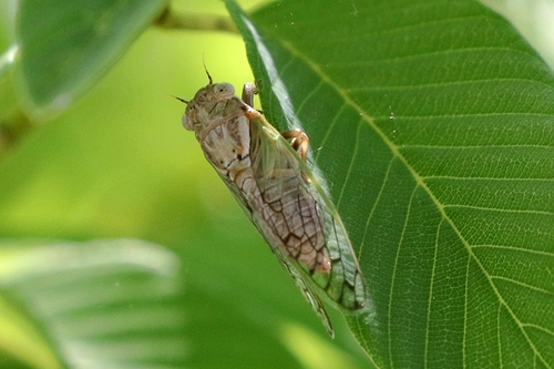 Aridland Cicada