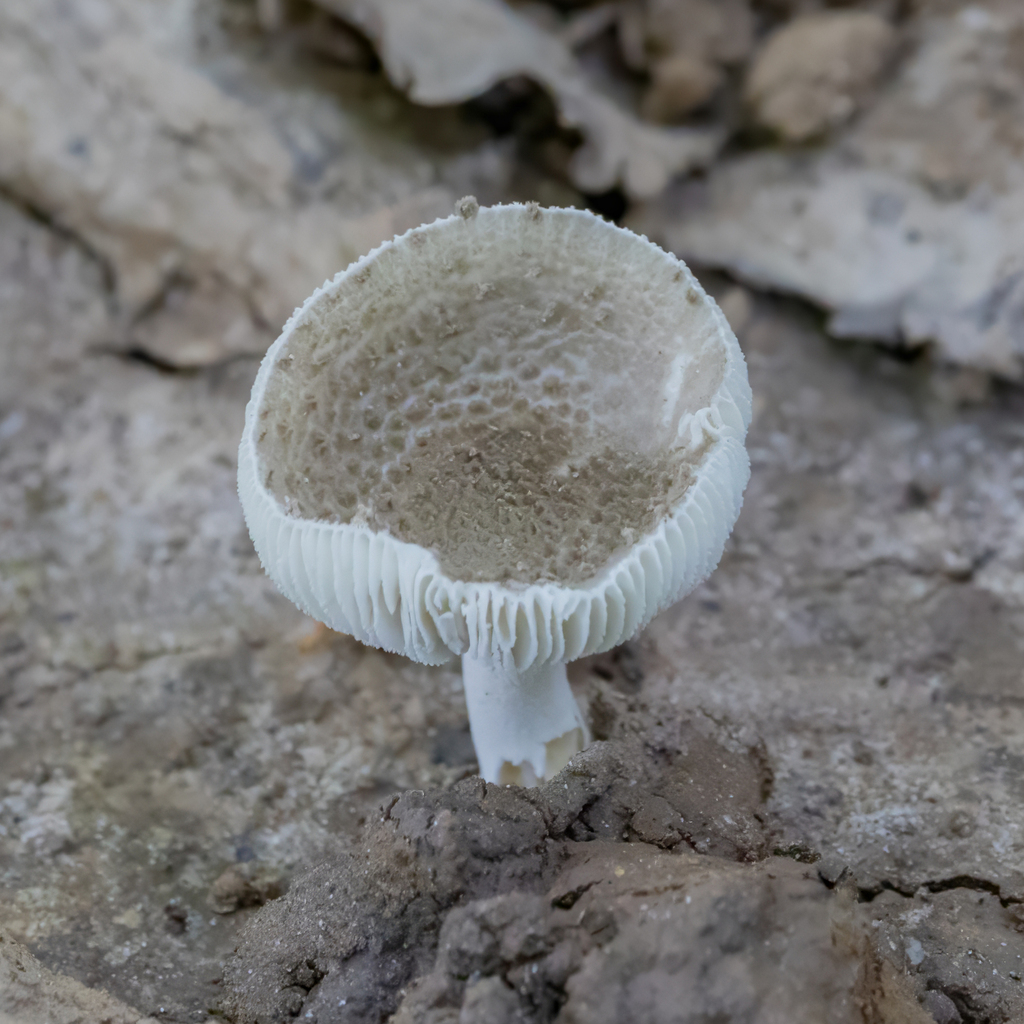 American Floury Amanita · August 2026 · photo: Photo: (c) Dan Vickers, some rights reserved (CC BY) · iNaturalist