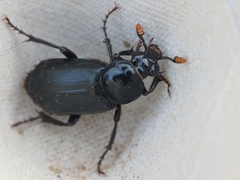 Nicrophorus humator