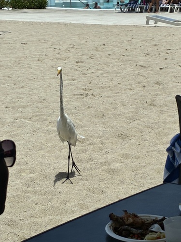 Great Egret