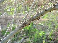 Vespa crabro altaica