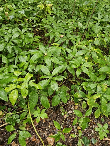 Dog's Mercury