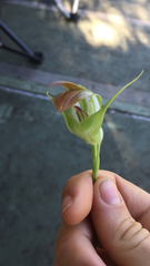 Pterostylis baptistii