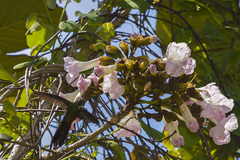 Riccordia swainsonii