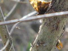 Vespa crabro altaica