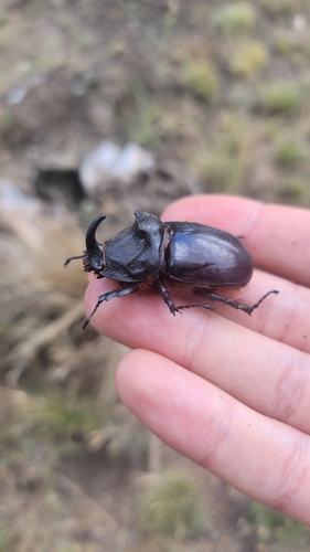 Iberian rhinoceros beetle
