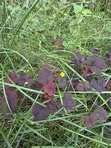 upright yellow woodsorrel