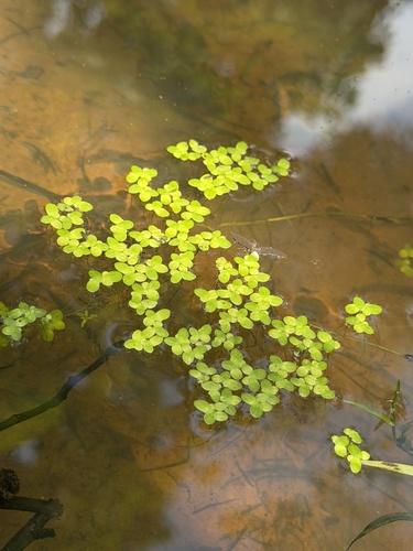 Common Duckweed
