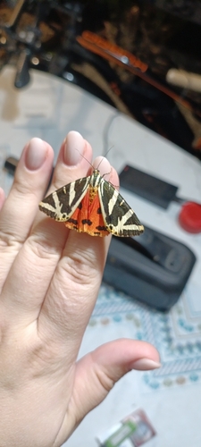 Jersey Tiger