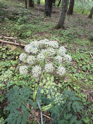 Wild Angelica