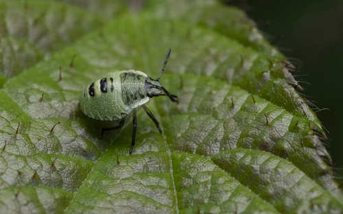 Green Shield Bug