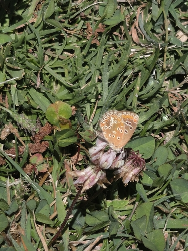 Southern Brown Argus, Pousada Serra da Estrela, 6200-073 Covilhã, Portugal, photo 10 of 10