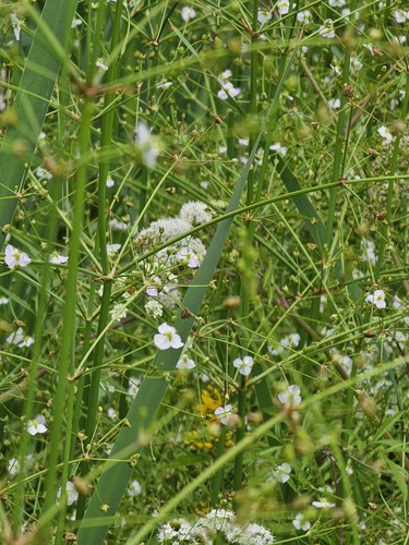 European Water-plantain