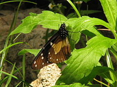 Amauris albimaculata