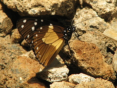 Amauris albimaculata