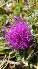 Carduus defloratus