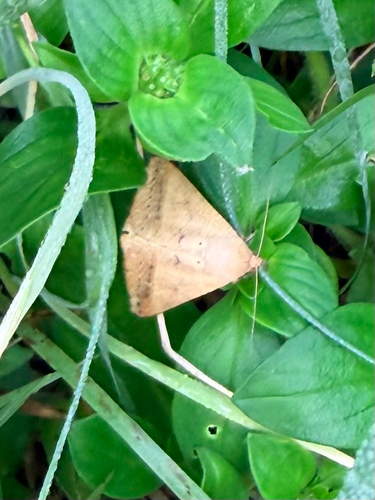 Yellow Mocis Moth photo 2