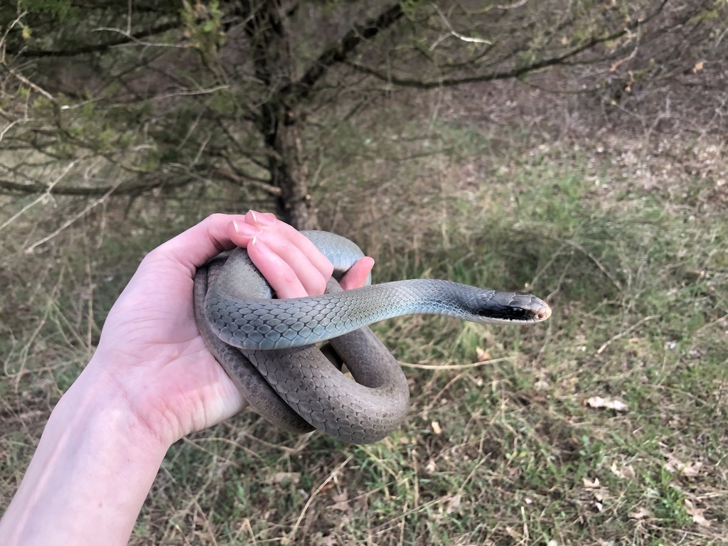 Blue Racer (Reptiles of Ohio) · iNaturalist