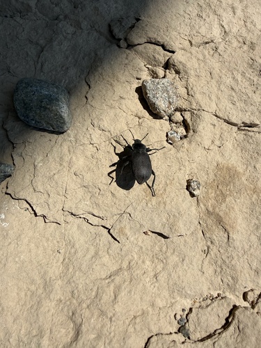 Obscure Darkling Beetle