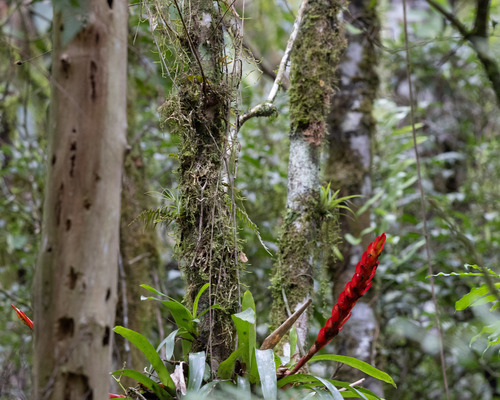 Vriesea incurvata