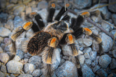 Brachypelma hamorii