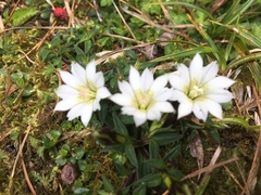 Gentiana flavomaculata