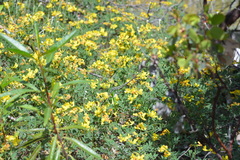 Acmispon grandiflorus