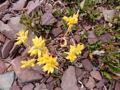 Sedum lanceolatum lanceolatum