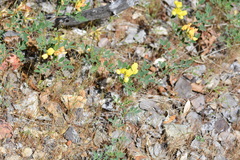 Acmispon grandiflorus
