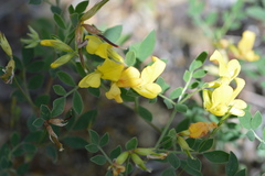 Acmispon grandiflorus