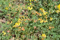 Acmispon grandiflorus