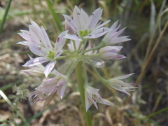 Allium bisceptrum