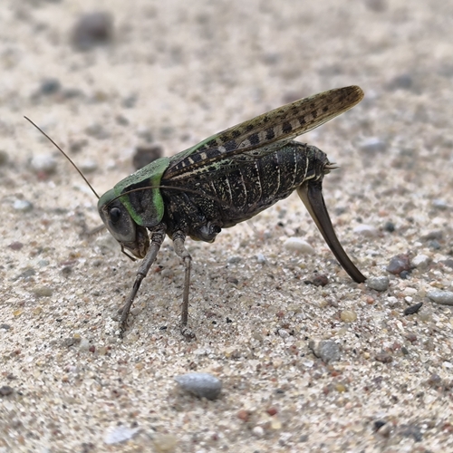 Wart-biter