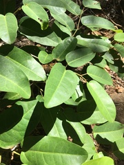 Cissus oblonga