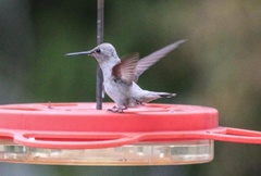 Calypte anna