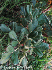 Polylepis besseri