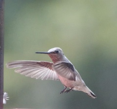 Calypte anna